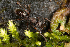 Rhytidoponera victoriae