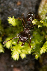 Rhytidoponera victoriae