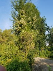 Clematis