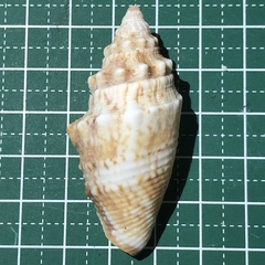 Euprotomus aurisdianae