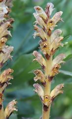 Orobanche pallidiflora