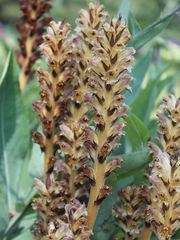 Orobanche pallidiflora