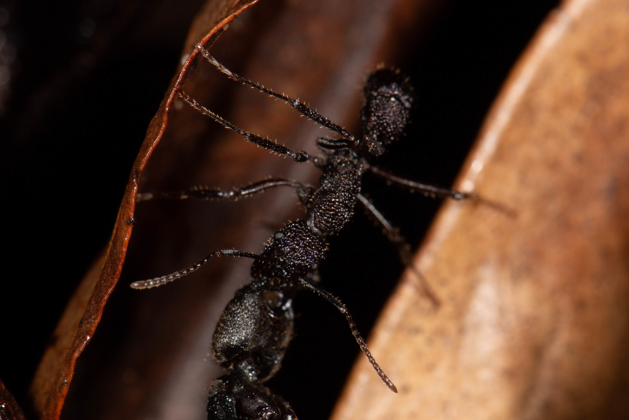 Rhytidoponera scaberrima
