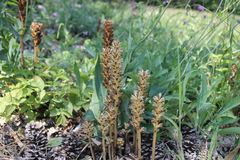 Orobanche pallidiflora