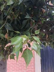 Liquidambar formosana