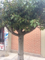 Liquidambar formosana