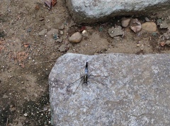 Orthetrum albistylum speciosum