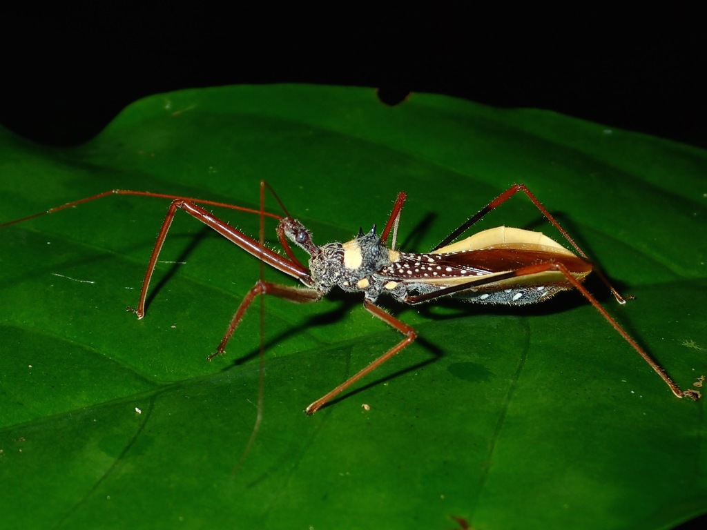 Epidaus transversus