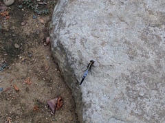 Orthetrum albistylum speciosum