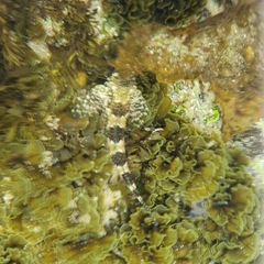 Lepidoblennius haplodactylus