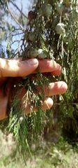 Juniperus poblana