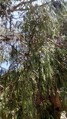 Juniperus poblana