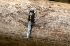 Orthetrum japonicum