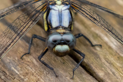 Orthetrum japonicum