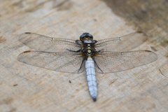 Orthetrum japonicum