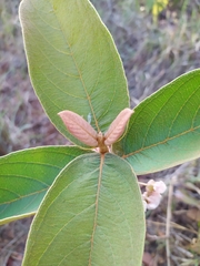 Pterandra pyroidea