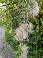 Clematis