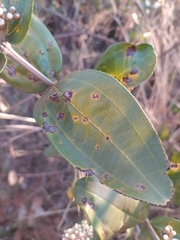 Miconia fallax