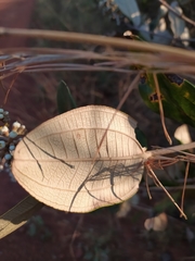 Miconia fallax