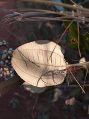 Miconia fallax