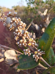 Miconia fallax