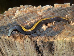 Caenoplana bicolor
