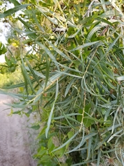 Clematis