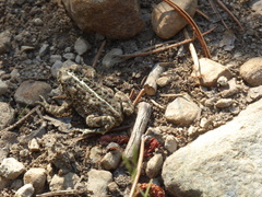 Anaxyrus boreas