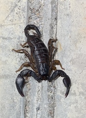 Euscorpius