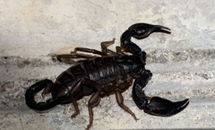 Euscorpius