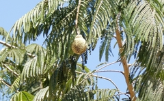 Parkia biglandulosa