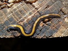 Caenoplana bicolor