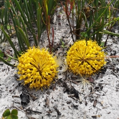 Leucospermum hypophyllocarpodendron canaliculatum