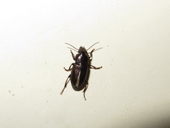Harpalus distinguendus
