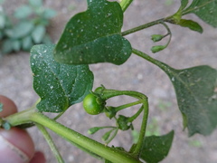 Solanum emulans