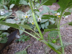Solanum emulans