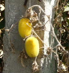 Cucumis dipsaceus