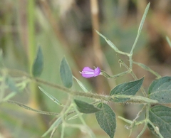 Dicliptera paniculata
