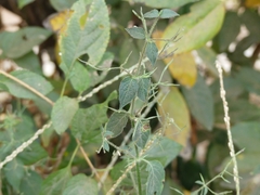 Dicliptera paniculata