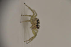 Phintelloides jesudasi