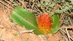 Daubenya marginata