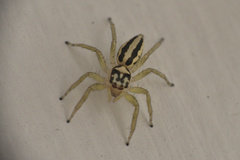 Phintelloides jesudasi