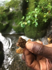 Shinobium trapezoideum