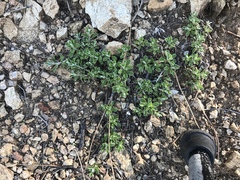 Antennaria marginata
