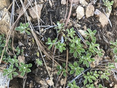 Antennaria marginata