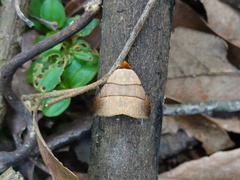 Plecoptera luteiceps