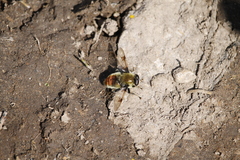 Sericomyia flagrans