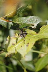 Sericomyia flagrans