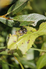 Sericomyia flagrans