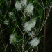 Melaleuca ericifolia - Photo (c) Michael Keogh, algunos derechos reservados (CC BY-NC-SA)